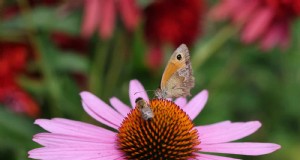 Echinacea:15 Tipps für die Anziehung von Bestäubern und eine lebendige Gartenfarbe 