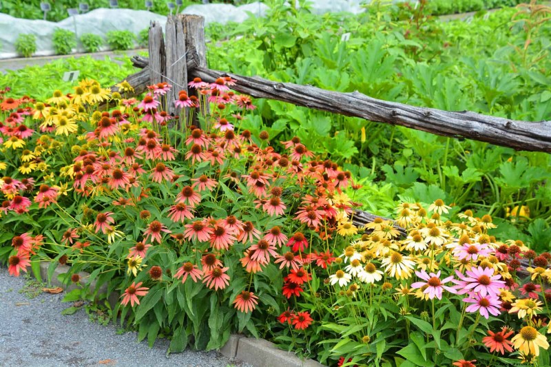 エキナセア：花粉媒介者の誘引と鮮やかな庭の色のための 15 のヒント 