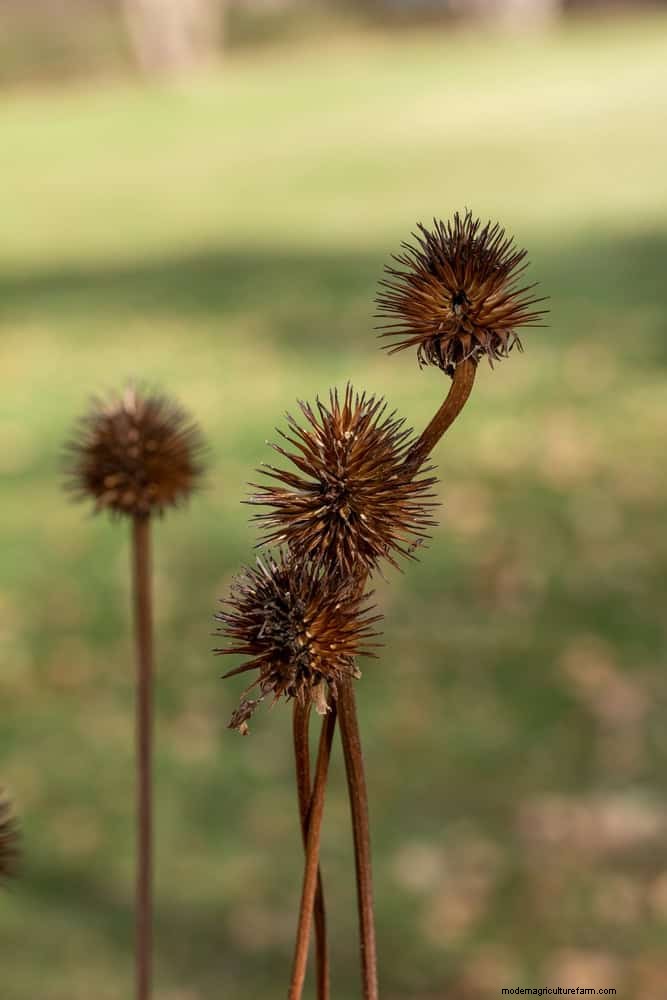 エキナセア：花粉媒介者の誘引と鮮やかな庭の色のための 15 のヒント 