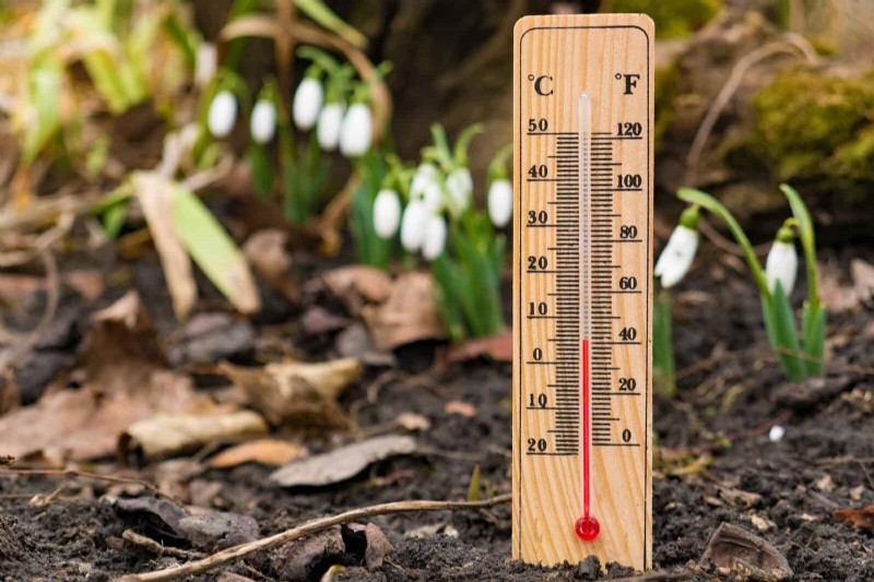 Rasensaat im Sommer:Ein Leitfaden zum Erfolg 