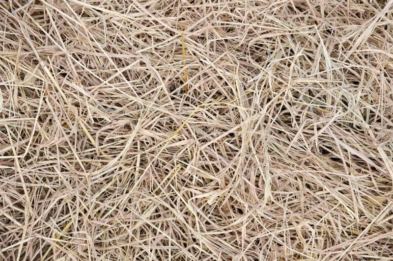 Rasensaat im Sommer:Ein Leitfaden zum Erfolg 