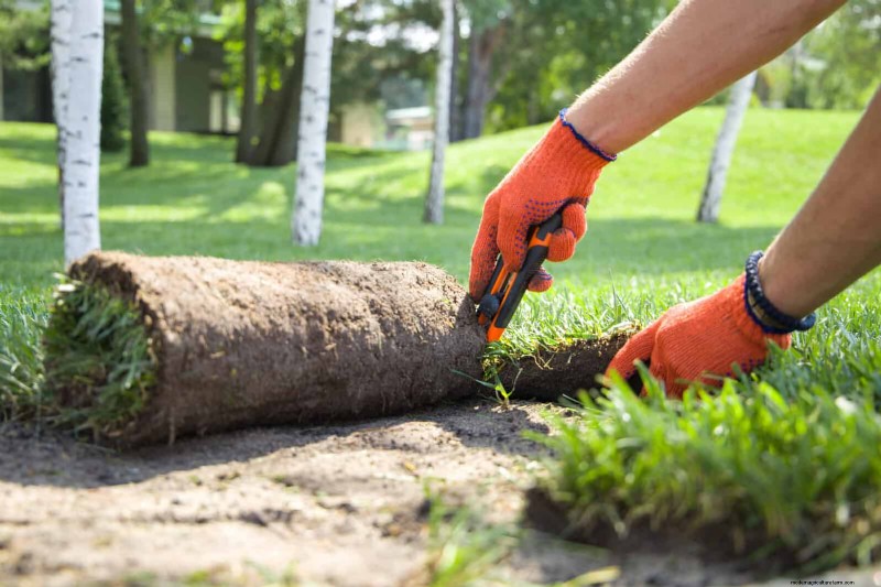 Rasensaat im Sommer:Ein Leitfaden zum Erfolg 