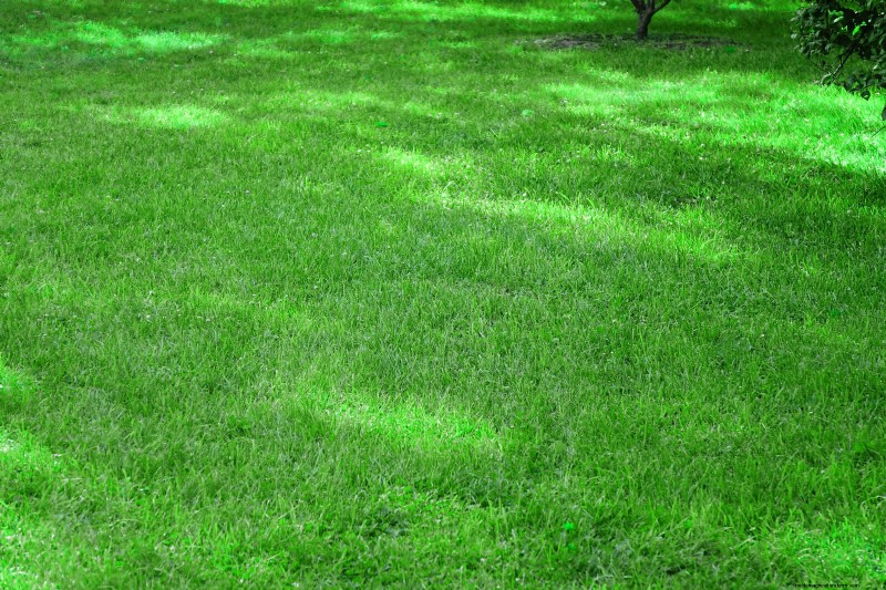 Rasensaat im Sommer:Ein Leitfaden zum Erfolg 