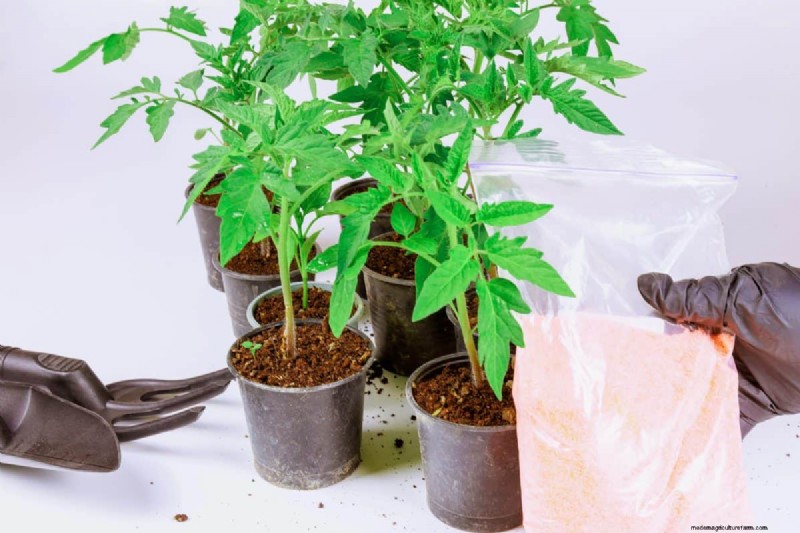 Menggunakan Kembali Tanah Pot Bekas:Ide Kreatif &Berkelanjutan 