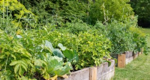 Verdure resistenti al calore:15 piante per climi soleggiati e caldi 
