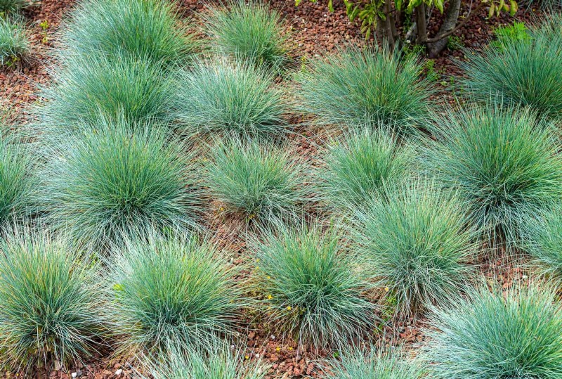 Water-Wise Landscaping:21 ideeën voor onderhoudsarme en milieuvriendelijke tuinen 