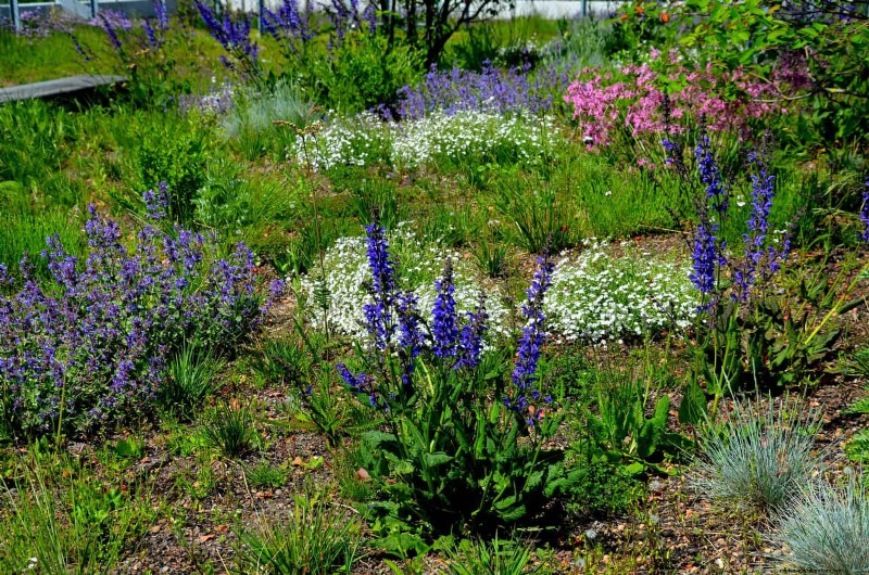 Water-Wise Landscaping:21 ideeën voor onderhoudsarme en milieuvriendelijke tuinen 