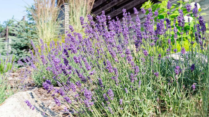 Water-Wise Landscaping:21 ideeën voor onderhoudsarme en milieuvriendelijke tuinen 