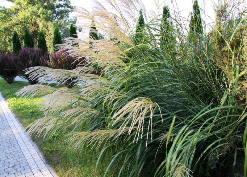 Natuurvriendelijke weidetuinideeën:25 ontwerpen voor een onderhoudsarme oase 