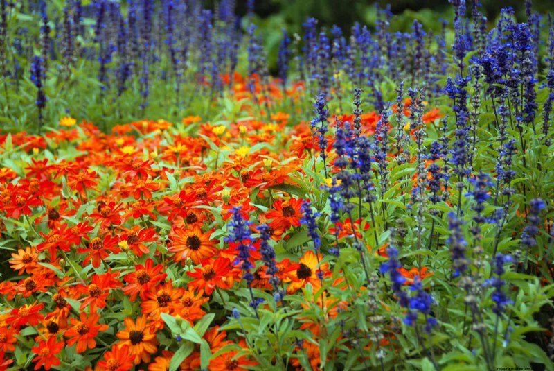 Natuurvriendelijke weidetuinideeën:25 ontwerpen voor een onderhoudsarme oase 