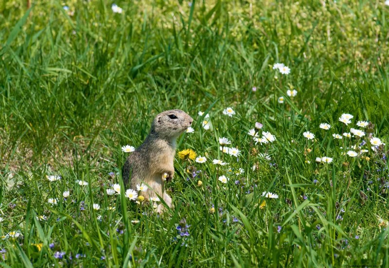 Natuurvriendelijke weidetuinideeën:25 ontwerpen voor een onderhoudsarme oase 