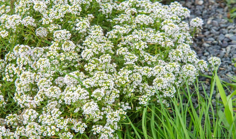 Natuurvriendelijke weidetuinideeën:25 ontwerpen voor een onderhoudsarme oase 