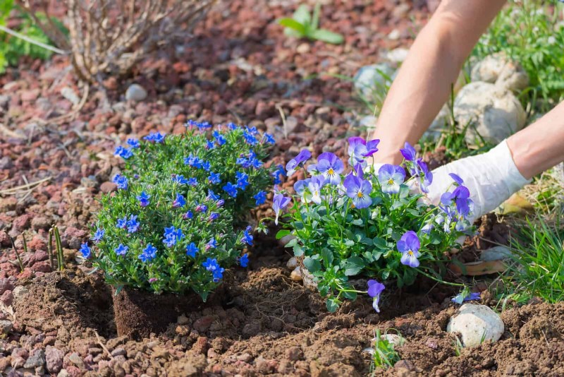 Natuurvriendelijke weidetuinideeën:25 ontwerpen voor een onderhoudsarme oase 