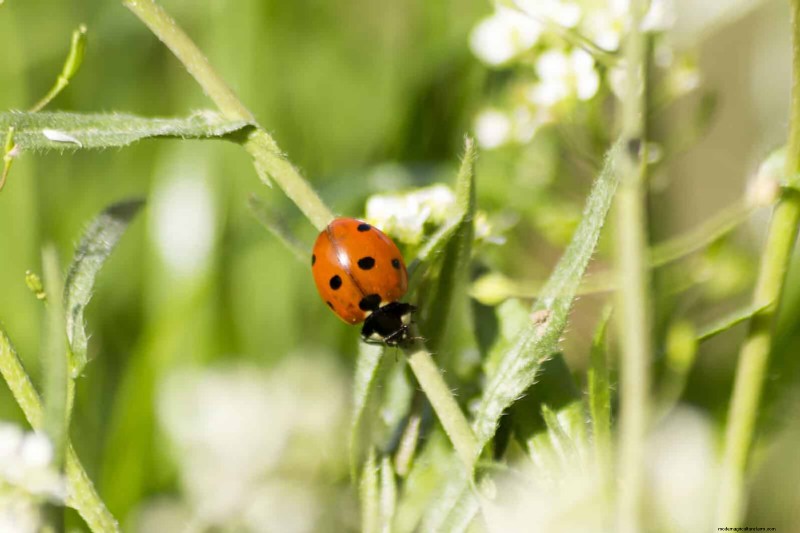 Natuurvriendelijke weidetuinideeën:25 ontwerpen voor een onderhoudsarme oase 