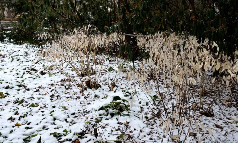 Natuurvriendelijke weidetuinideeën:25 ontwerpen voor een onderhoudsarme oase 