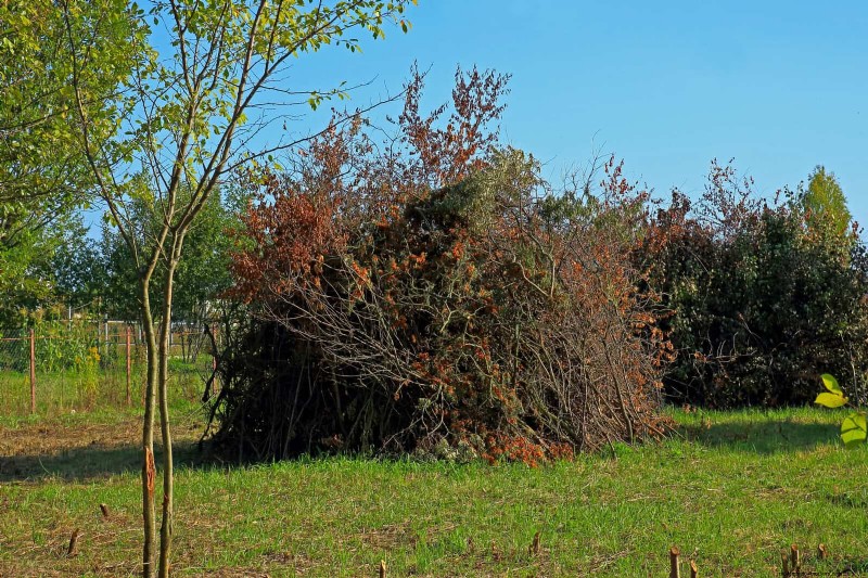 Natuurvriendelijke weidetuinideeën:25 ontwerpen voor een onderhoudsarme oase 