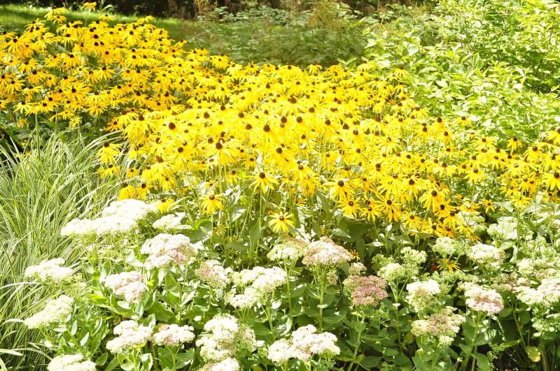 Natuurvriendelijke weidetuinideeën:25 ontwerpen voor een onderhoudsarme oase 