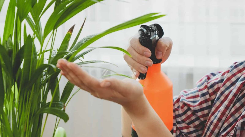 25 veel voorkomende kamerplantmythes die je planten doden 
