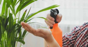 25 miti comuni sulle piante d appartamento che stanno uccidendo le tue piante 