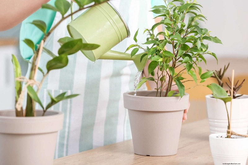 25 veel voorkomende kamerplantmythes die je planten doden 