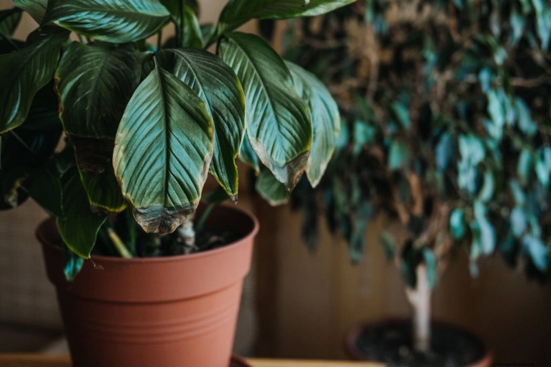25 veel voorkomende kamerplantmythes die je planten doden 