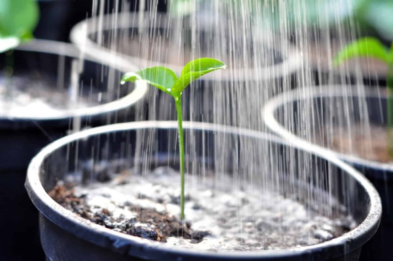 25 veel voorkomende kamerplantmythes die je planten doden 