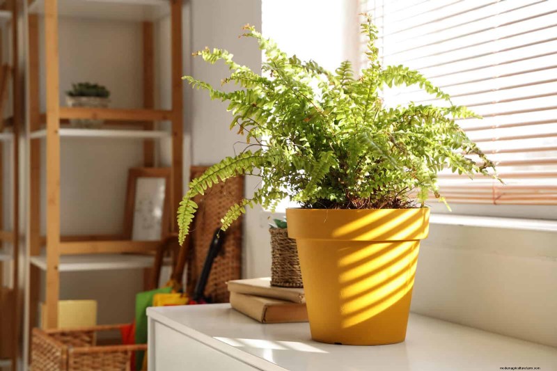 25 veel voorkomende kamerplantmythes die je planten doden 