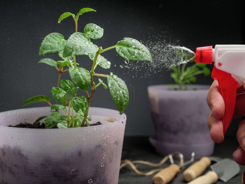 25 veel voorkomende kamerplantmythes die je planten doden 