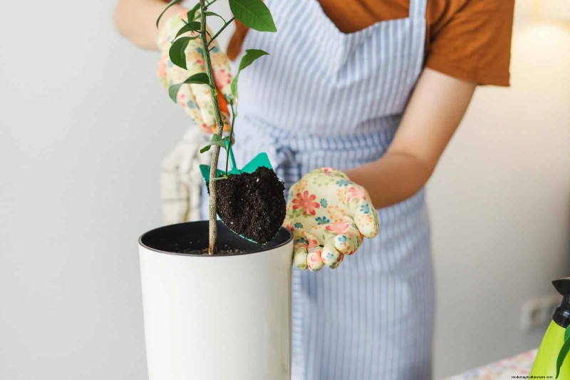 25 veel voorkomende kamerplantmythes die je planten doden 