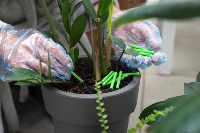 25 veel voorkomende kamerplantmythes die je planten doden 