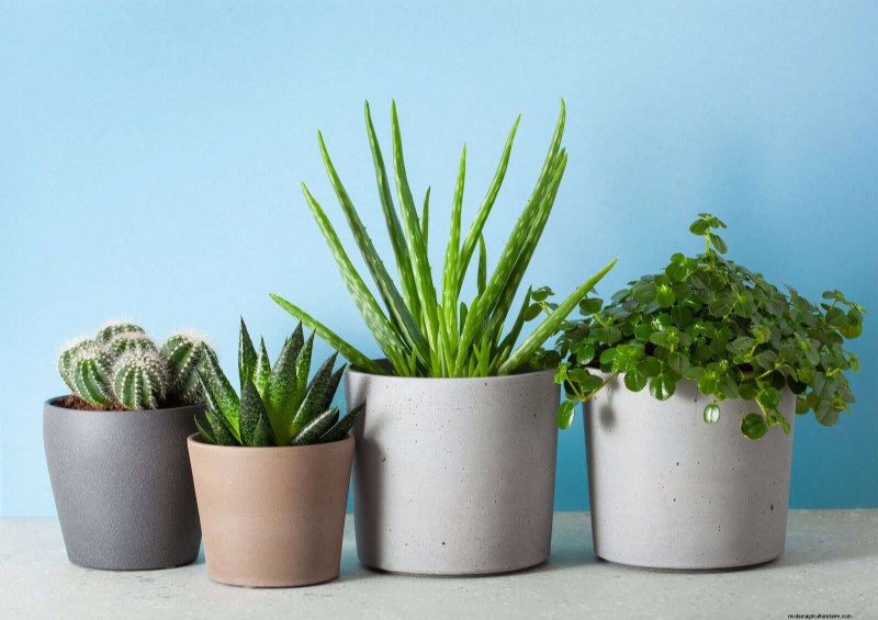 25 veel voorkomende kamerplantmythes die je planten doden 