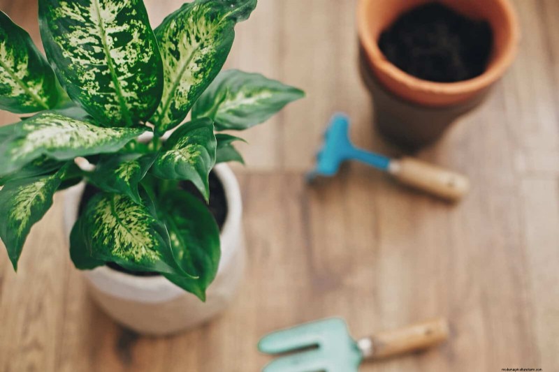 25 veel voorkomende kamerplantmythes die je planten doden 