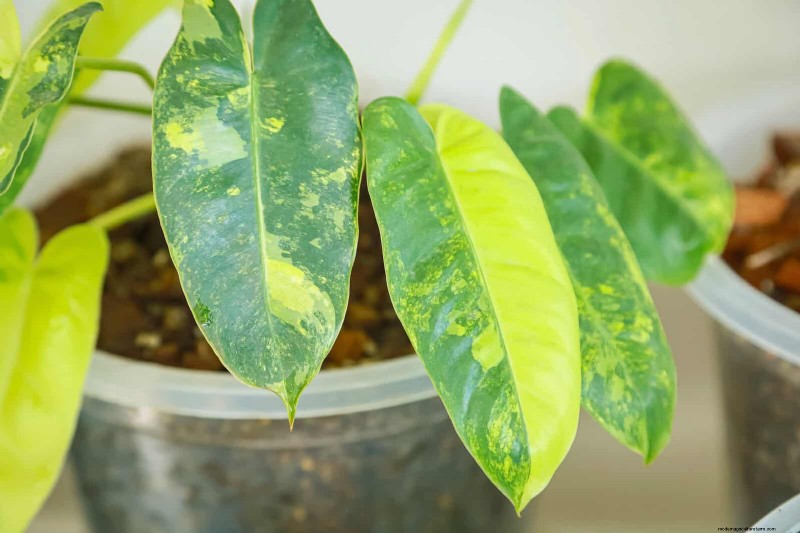 25 veel voorkomende kamerplantmythes die je planten doden 