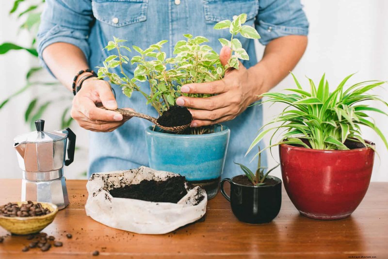25 veel voorkomende kamerplantmythes die je planten doden 
