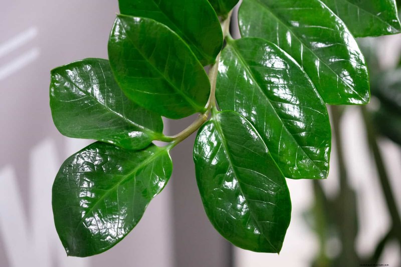 25 veel voorkomende kamerplantmythes die je planten doden 