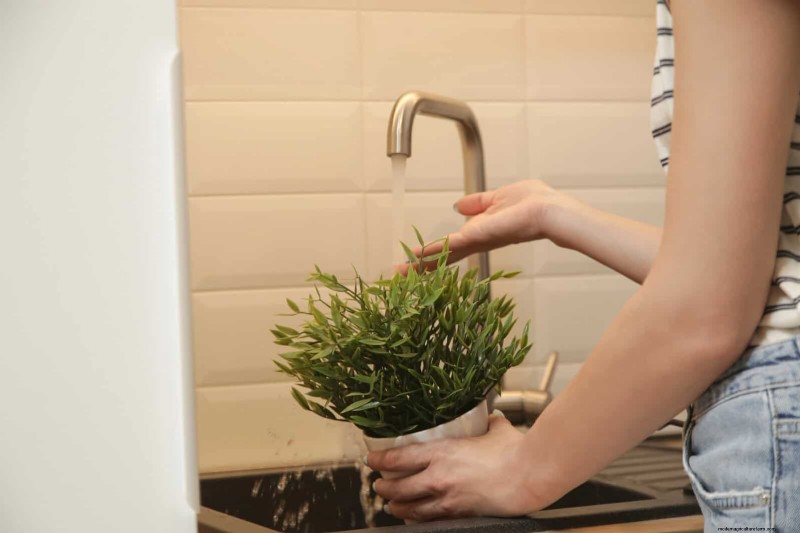 25 veel voorkomende kamerplantmythes die je planten doden 