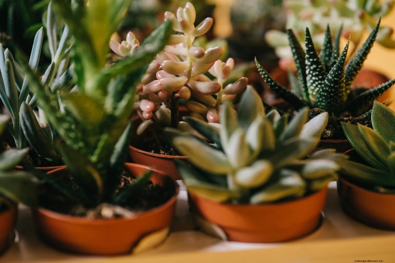 25 veel voorkomende kamerplantmythes die je planten doden 