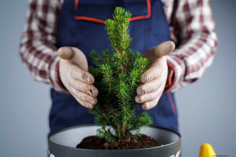 25 veel voorkomende kamerplantmythes die je planten doden 