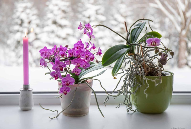 25 veel voorkomende kamerplantmythes die je planten doden 