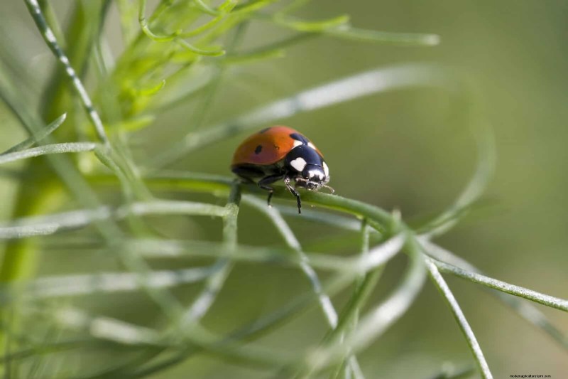25 veel voorkomende kamerplantmythes die je planten doden 