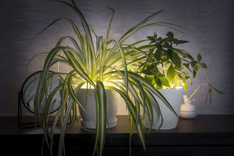 25 veel voorkomende kamerplantmythes die je planten doden 
