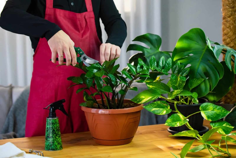25 veel voorkomende kamerplantmythes die je planten doden 