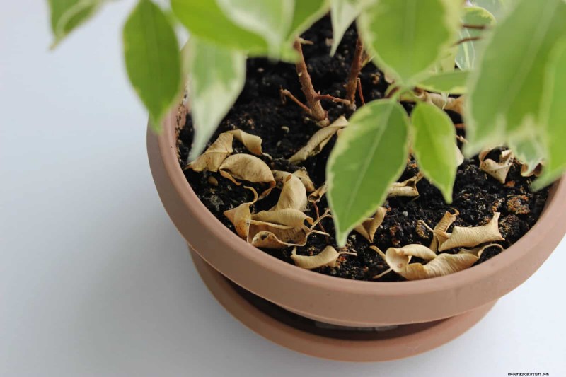 25 veel voorkomende kamerplantmythes die je planten doden 