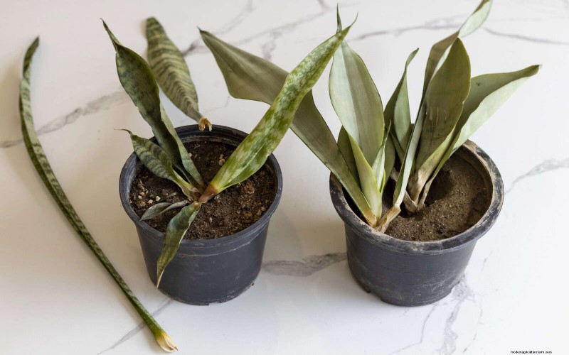 25 veel voorkomende kamerplantmythes die je planten doden 