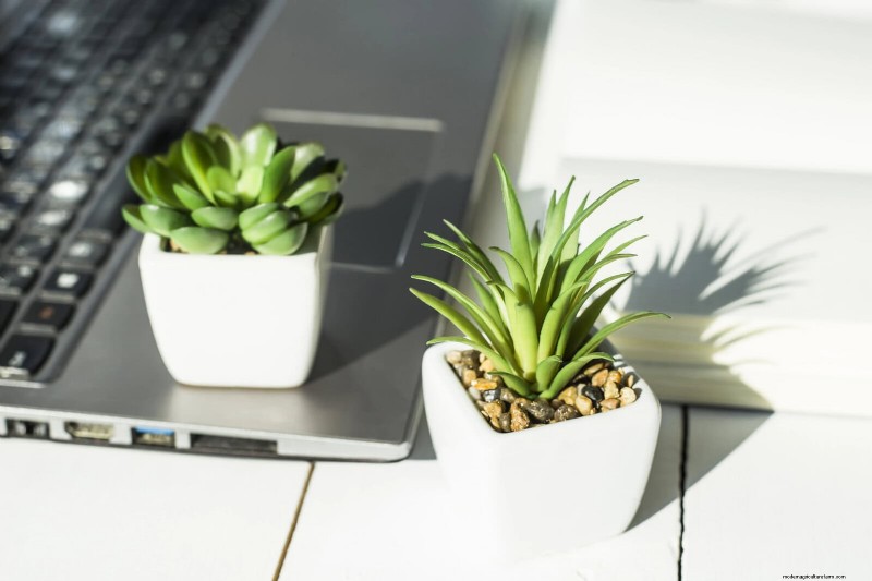 25 veel voorkomende kamerplantmythes die je planten doden 