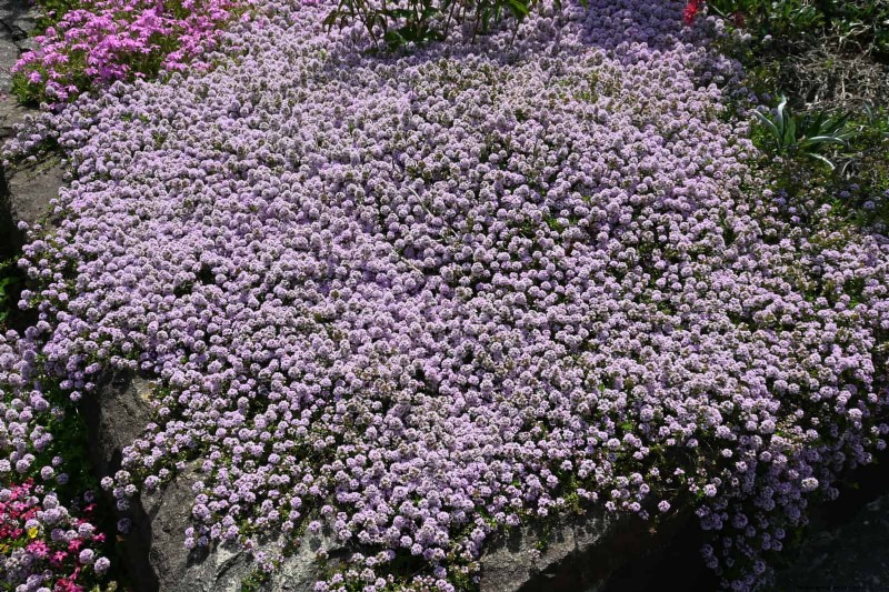Boost Curb Appeal:een eenvoudige plantengids voor de voortuin 