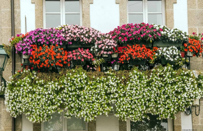 Boost Curb Appeal:een eenvoudige plantengids voor de voortuin 