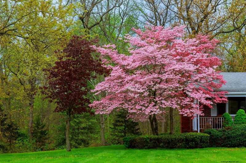 Boost Curb Appeal:een eenvoudige plantengids voor de voortuin 