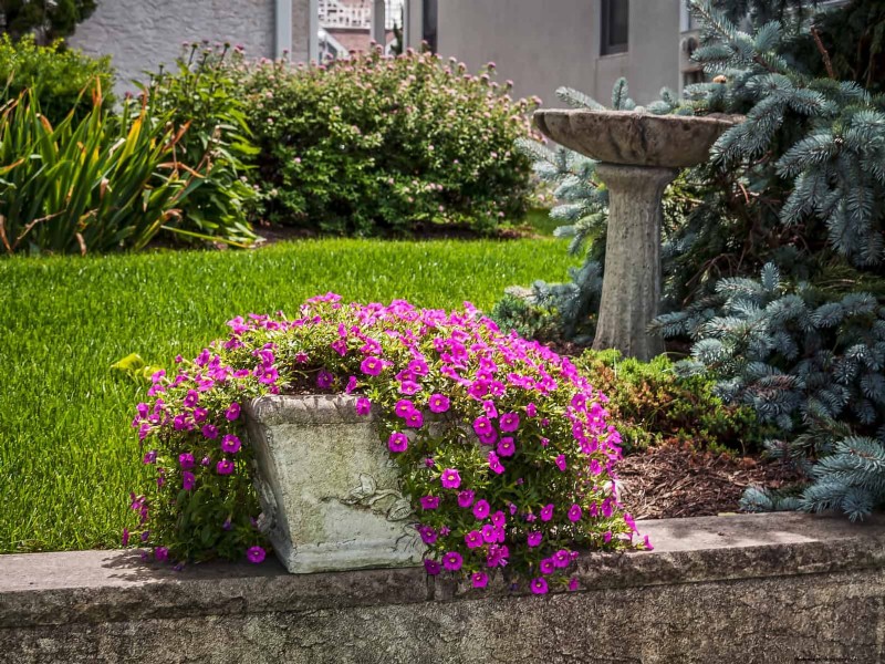 Boost Curb Appeal:een eenvoudige plantengids voor de voortuin 