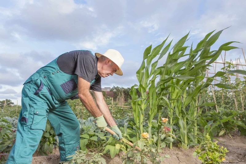 Fehler beim Begleitpflanzen:Fehlerbehebung und Lösungen für einen blühenden Garten 